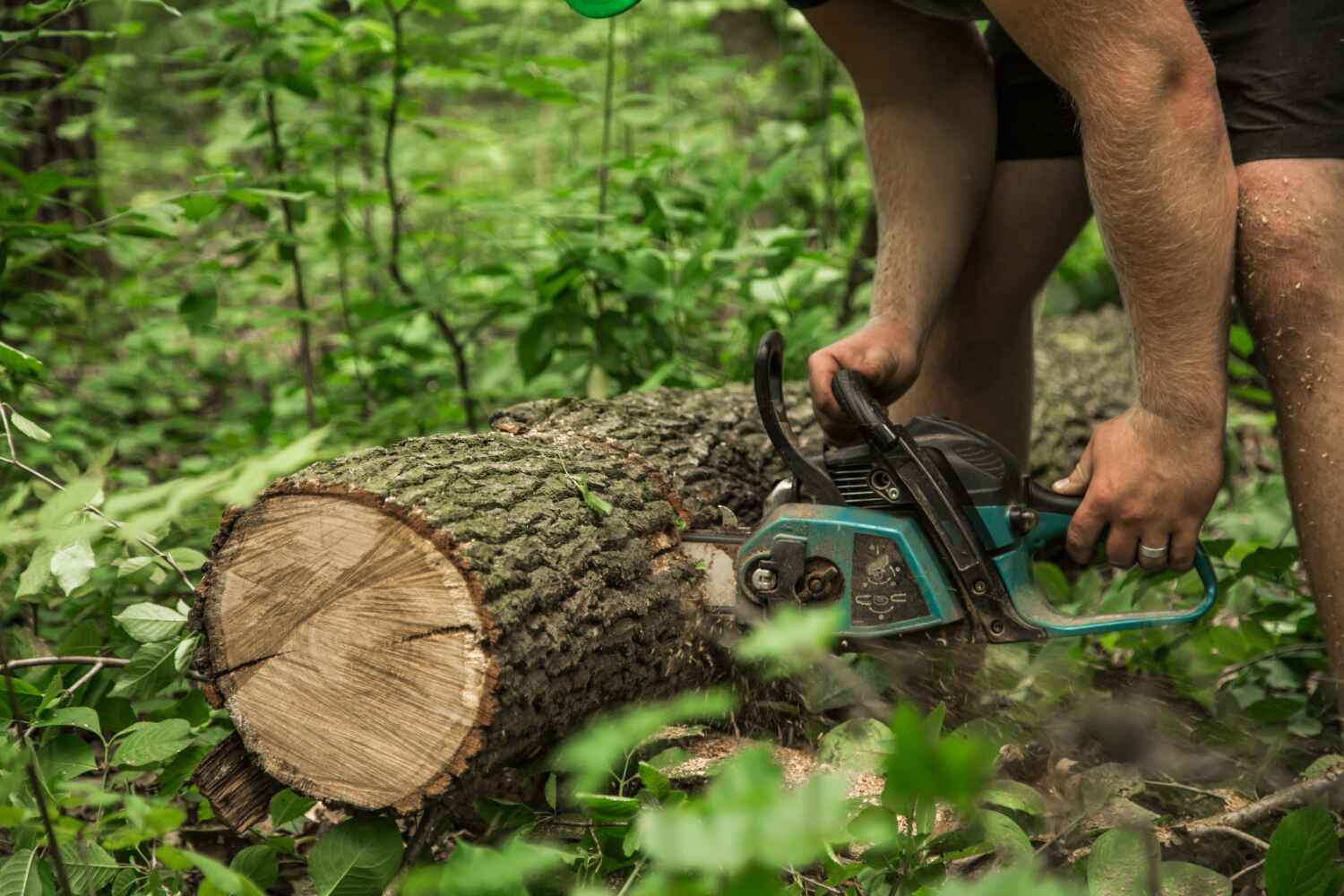 Large Tree Removal in Oregon, IL